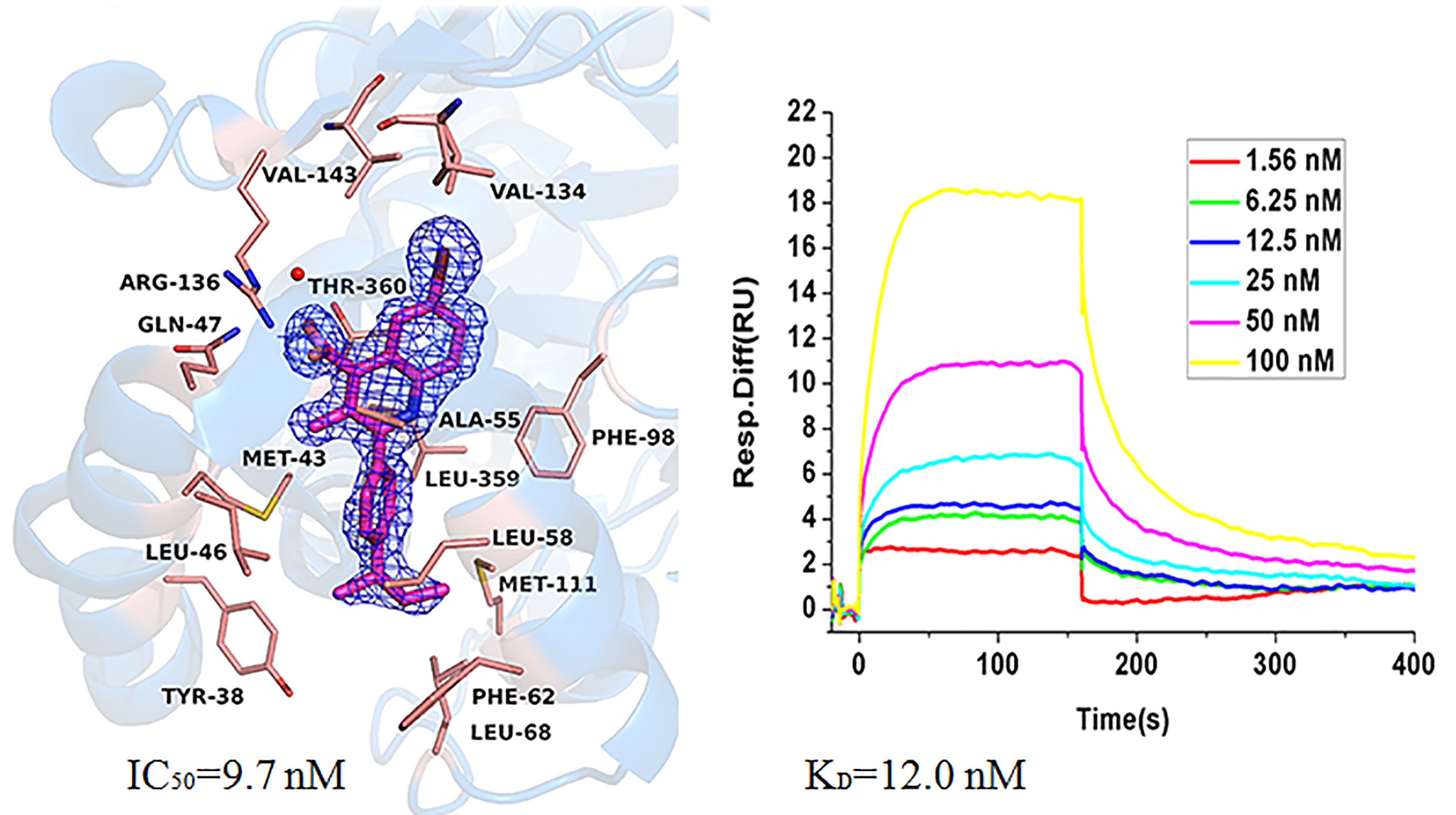 Biological evaluation of quinoline derivatives as inhibitors of human dihydroorotate dehydrogenase